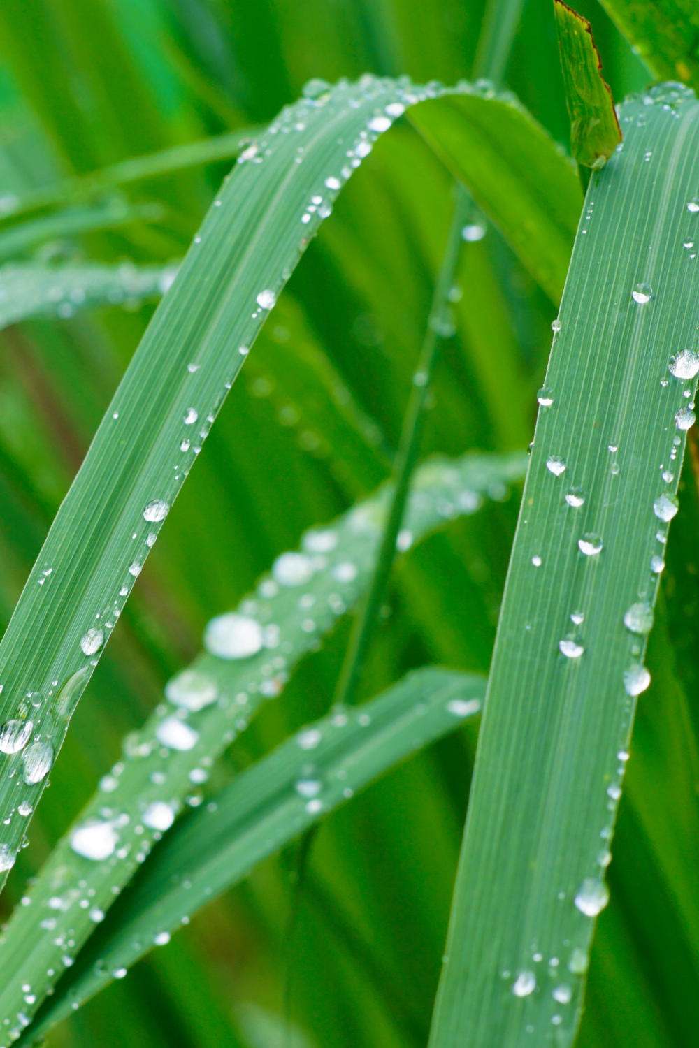 Duftkerze Lemongrass